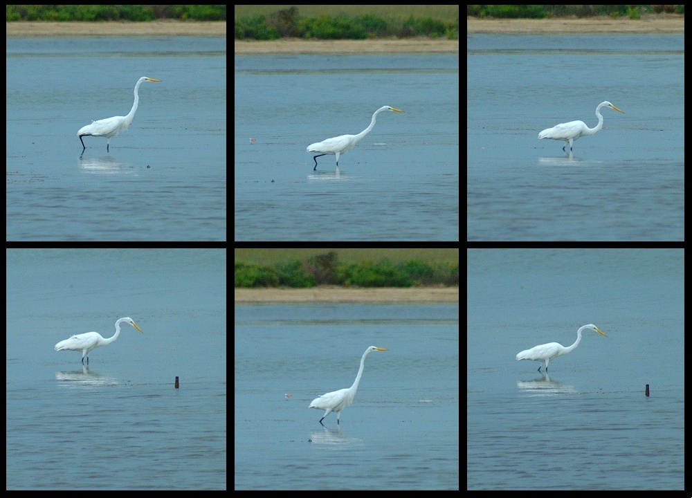 (24) montage (great white egret).jpg   (1000x720)   242 Kb                                    Click to display next picture